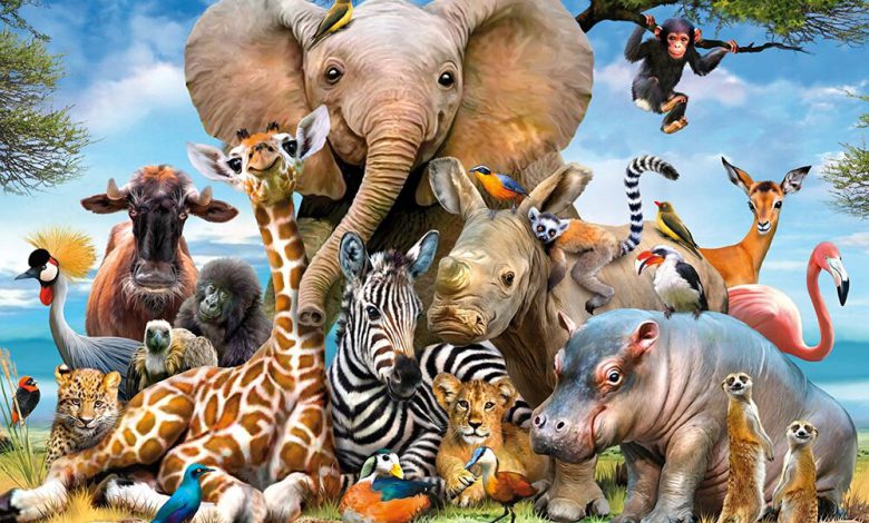 کدام حیوان تصویر را خاکستری می بیند؟