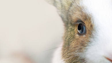 Photo of درباره چشم خرگوش‌ها چه می‌دانید